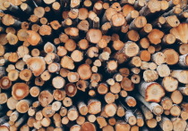 Жители Республики Бурятия смогут заготавливать древесину на особо охраняемых природных территориях