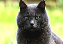 Характеристики кошачьих морд были загружены в онлайн-калькулятор, определивший то, насколько близко пропорции каждой кошки совпадают с золотым сечением (используется для оценки "правильности" форм), численное выражение которого равно приблизительно 1,62