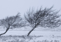 В центральных и южных районах Красноярского края в субботу, 11 декабря, ожидается порывистый ветер со скоростью до 15-18 метров в секунду