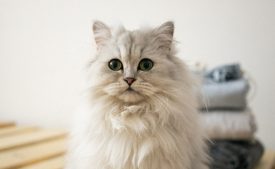 Назван топ-5 самых красивых пород кошек по методу золотого сечения