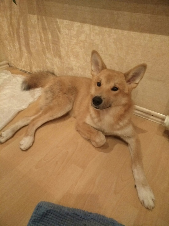 В Петрозаводске на прогулке собака сломала позвоночник