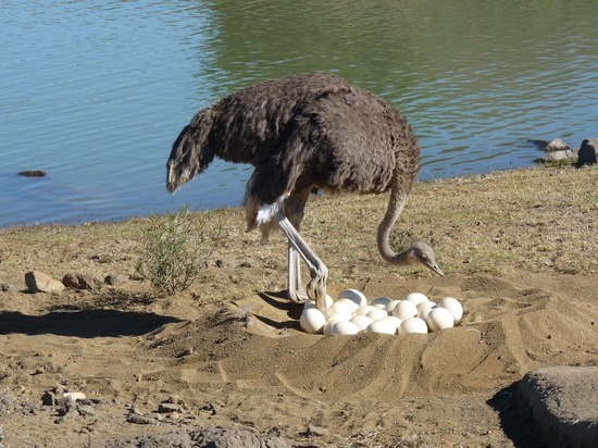 Японцы нашли способ бороться с COVID-19 с помощью страусиных яиц