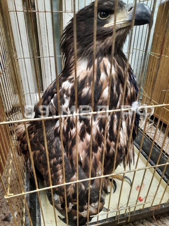Держал на цепи и сломал палкой крыло: редкую хищную птицу изъяли у мужчины на Ямале