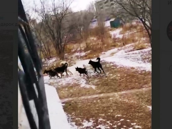 Свора собак окружила ребенка возле школы в Краснокаменске