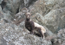 В Республике Алтай запретили охоту на сибирского горного козла (козерога)