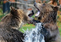 Сегодня отмечается День медведя