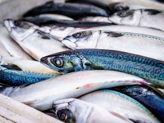 В Калининградской области увеличилось финансирование рыболовной отрасли
