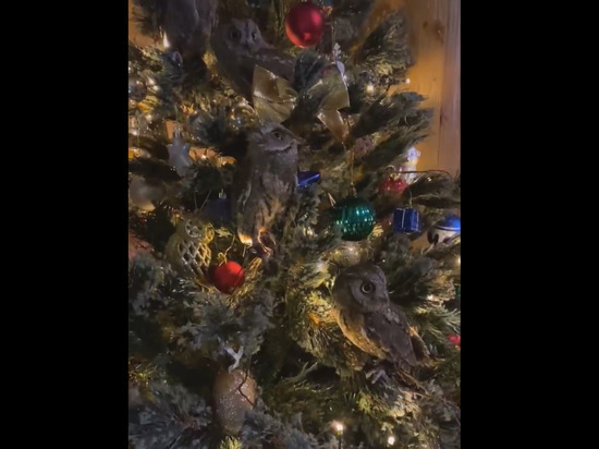 Сов усадили на новогоднюю елку в Токсово
