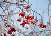 Во вторник, 14 декабря, в Белгородской области будет морозно