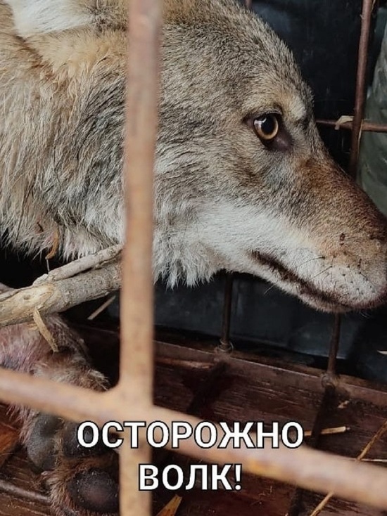 Волчья напасть: в Калмыкии провели отстрел хищников