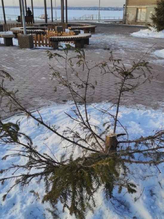 На набережной в Челябинске вандалы спилили четырехметровую ель