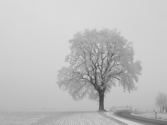 14 декабря в Туле ожидается туман, мокрый снег и до -7 градусов мороза