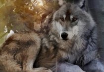 В Иркутской области, под Тулуном, охотники подстрелили пожарных лесу, перепутав их с волком, пишет Telegram-канал «Бабр Mash»