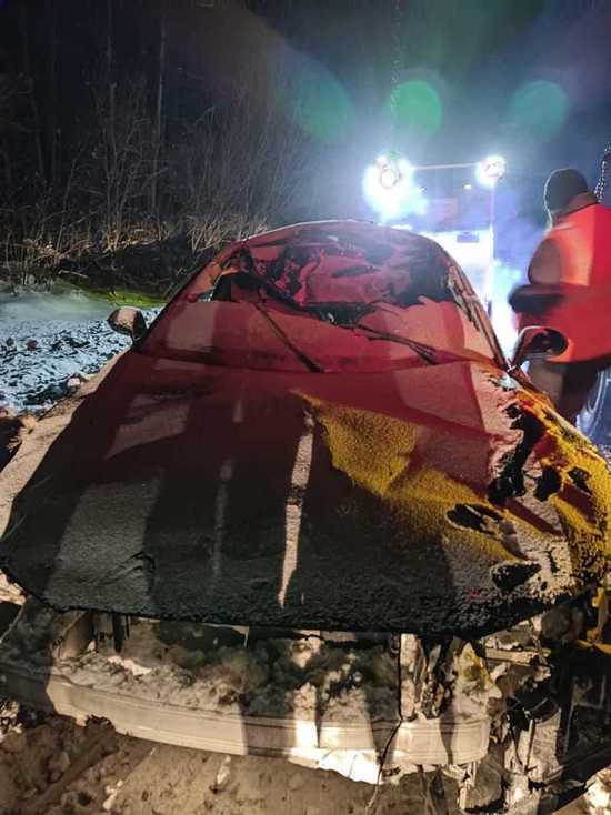 39-летний водитель Audi сбил лося и вылетел с дороги в Красноярске