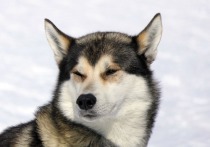 19 декабря в Белгороде пройдет забег для любителей и владельцев собак Хаски-Trail