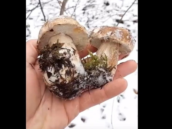 В Мурманской области белые грибы открыли зимний сезон