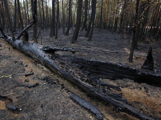 В Челябинской области усилят контроль за незаконными вырубками деревьев