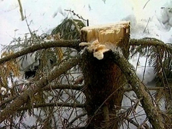 Жителям Мурманской области напомнили об ответственности за незаконную рубку лесных насаждений