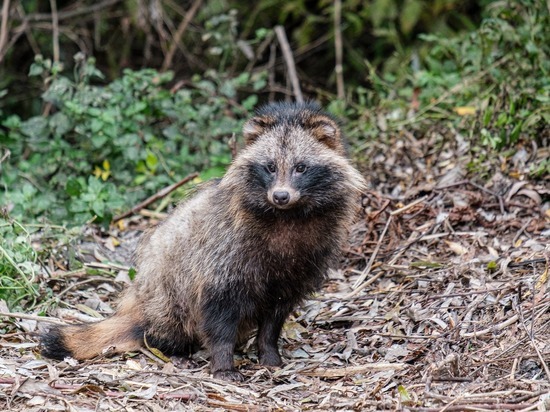 Ветеринары ЛНР завершили иммунизацию диких животных