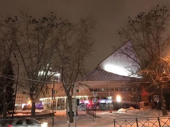 Стая галок оккупировала территорию у зданий МВД и МЧС в Новосибирске