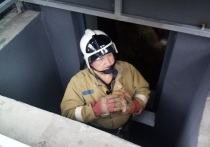 В Чернянке пожарные помогли попавшей в беду бездомной кошке