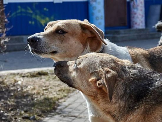 Стало известно, что в Тверской области будут делать с бездомными животными