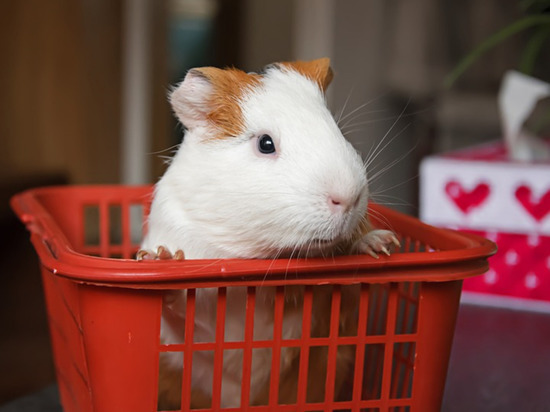 Кто не требует к себе повышенной заботы