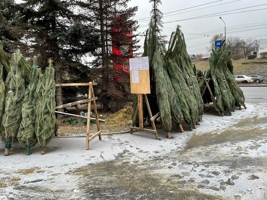 В Пензе на территории Ленинского района проверили елочные базары