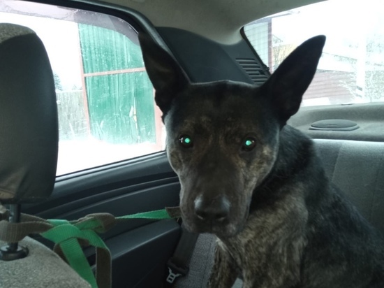 В Твери нашли сбежавшую собаку, которая передвигалась на автобусе