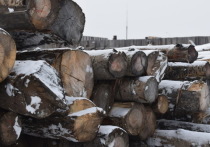 В Республике Бурятия вводятся новые правила хранения древесины для пресечения ее незаконного оборота и отслеживания перемещения
