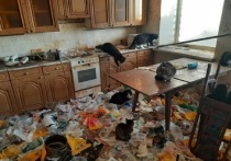 Зоозащитники ищут передержку или граждан, которые могут принять хотя бы часть кошек из съемной квартиры в Екатеринбурге