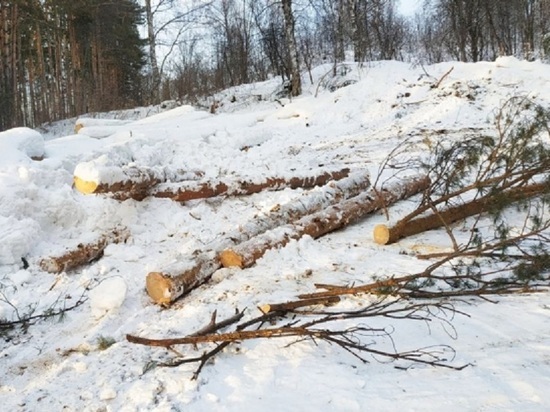 Черный лесоруб заготовил в Кузбассе деревьев на 4,6 млн рублей