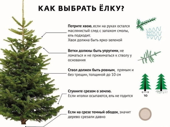 На что обращать внимание жителям Заполярья при выборе новогодней елки