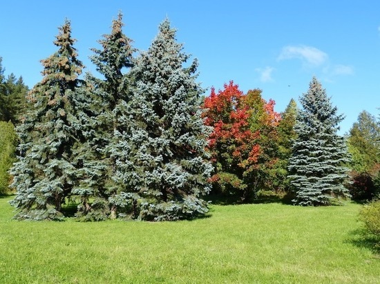 Умную систему мониторинга экологической обстановки придумали в Петрозаводске