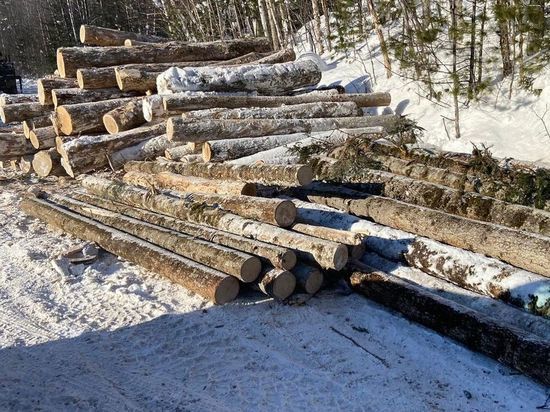 «Черные» дровосеки нарубили деревьев в Хабаровском крае на 1,6 миллиона рублей