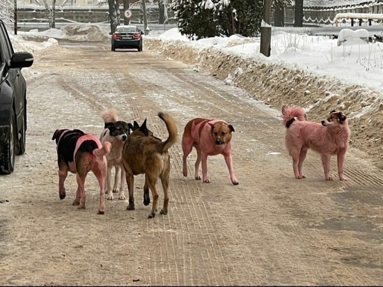 Жителей Долгопрудного озадачили розовые собаки: грешат на завод
