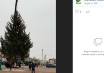 Борисовку в эти новогодние праздники будет украшать 15-метровая ель, которая ранее росла во дворе местной жительницы
