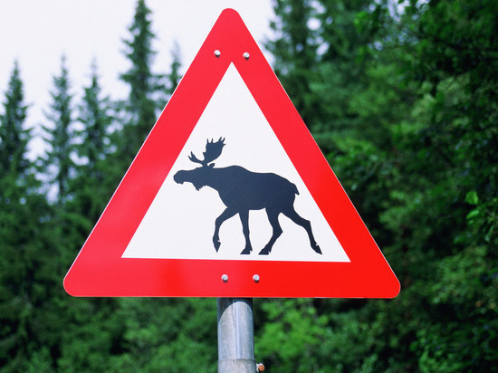 В Ярославской области посчитали лосей, погибших в ДТП