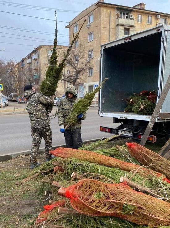 В Астрахани провели рейды против незаконной продажи елок