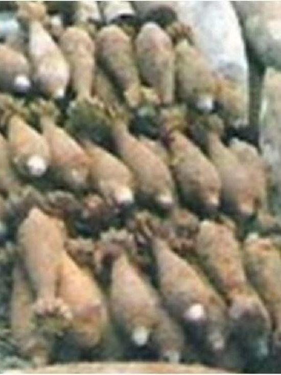 Смоленские спасатели уничтожили более 500 взрывоопасных предметов времен ВОВ