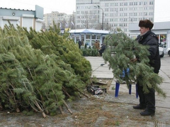 Вырубка елок к новому году запрещена в Дагестане