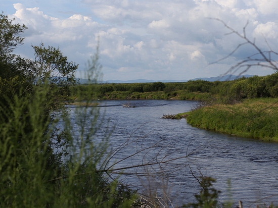В реки Приморья выпустили молодь кеты