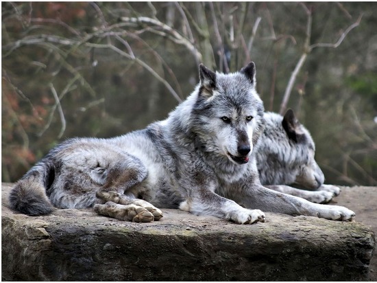 В Амурском районе волки охотятся на собак