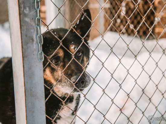 Кемеровские власти ищут подрядчика для отлова бездомных животных