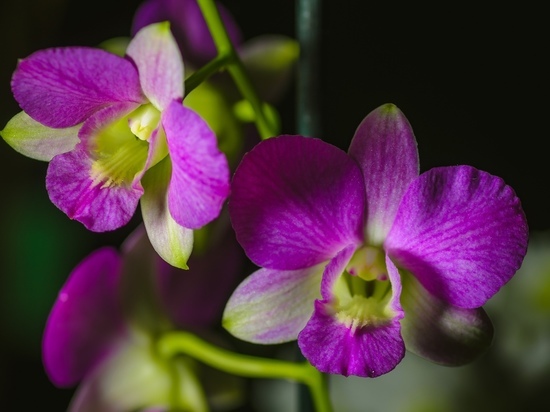 Перед Новым годом петербуржцы смогут полюбоваться цветением орхидей
