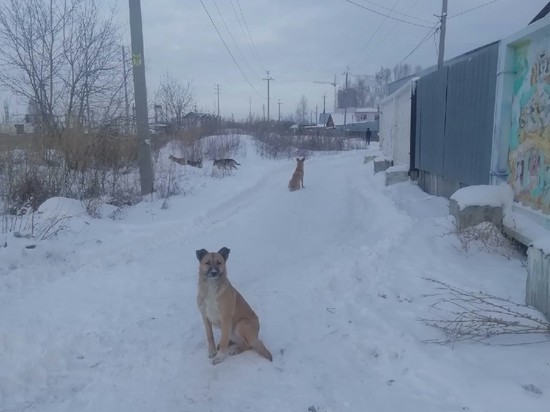 На массовые нападения собак пожаловались жители пригорода Новосибирска