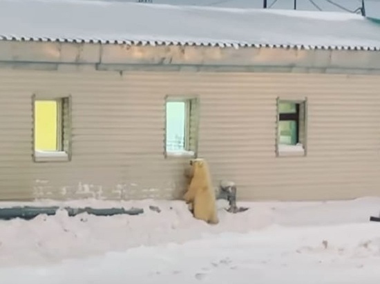 На Ямале любопытный белый медвежонок через окно подглядывал за вахтовиками