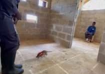 Ученые из некоммерческой организации APOPO, участвующие в проекте RescueRats, предложили использовать южных гигантских сумчатых крыс (Cricetomys ansorgei) в спасательных операциях