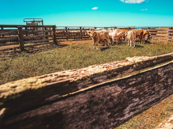 Шесть регионов в Калининградской области посадили на карантин из-за лейкоза крупного рогатого скота