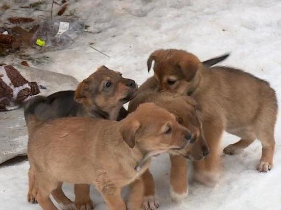 В Солотче под новогоднюю ёлку подкинули восемь щенков